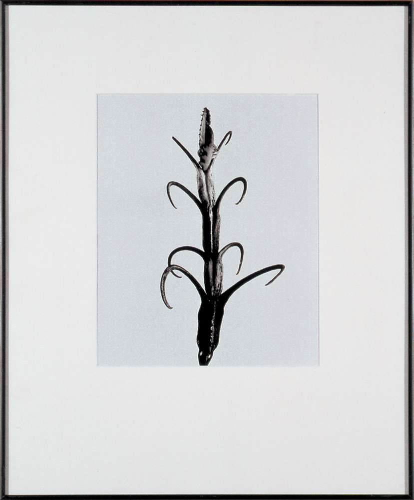 Licovornus punxis_Herbarium, Hommage à Blossfeldt_Joan FONTCUBERTA